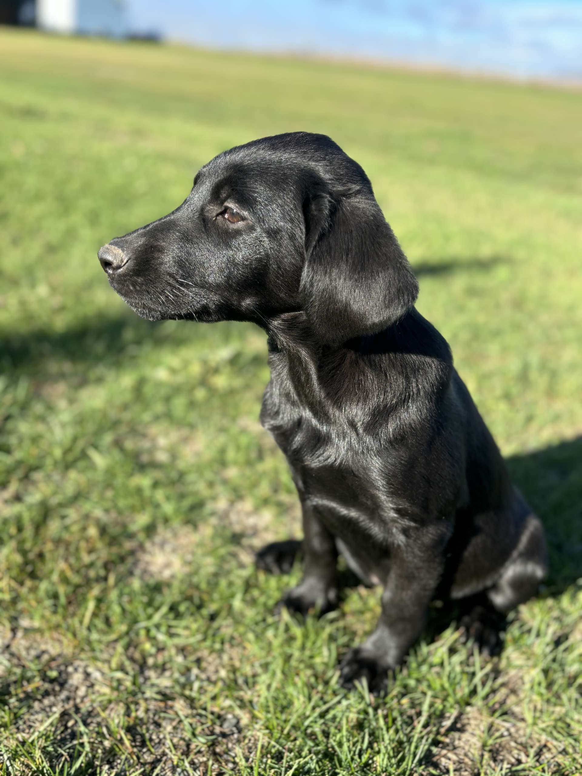 chiots femelles noires disponibles
