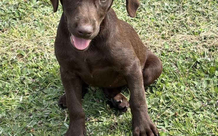 Chiot femelle chocolat disponible !!!