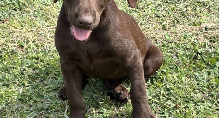 Chiot femelle chocolat disponible !!!