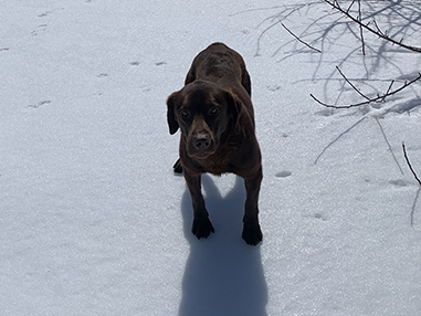 hunter